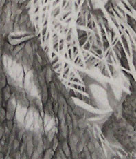 Detail of Plantasia
