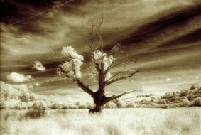 Dead Oak
