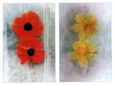 "Iced Flowers"
